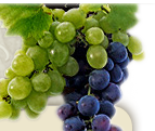 enoteca arduini cattolica